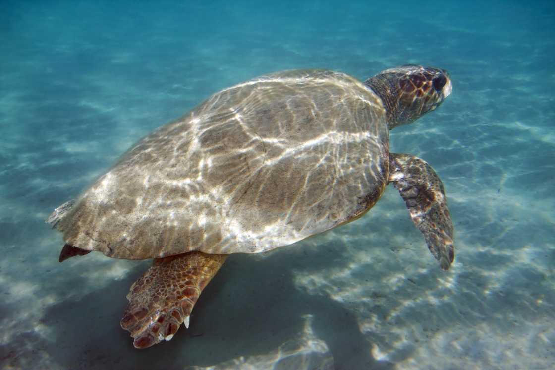'Underwater shot of Loggerhead sea turtle (Caretta caretta) swimming, Zakynthos island, Greece.' - Zante